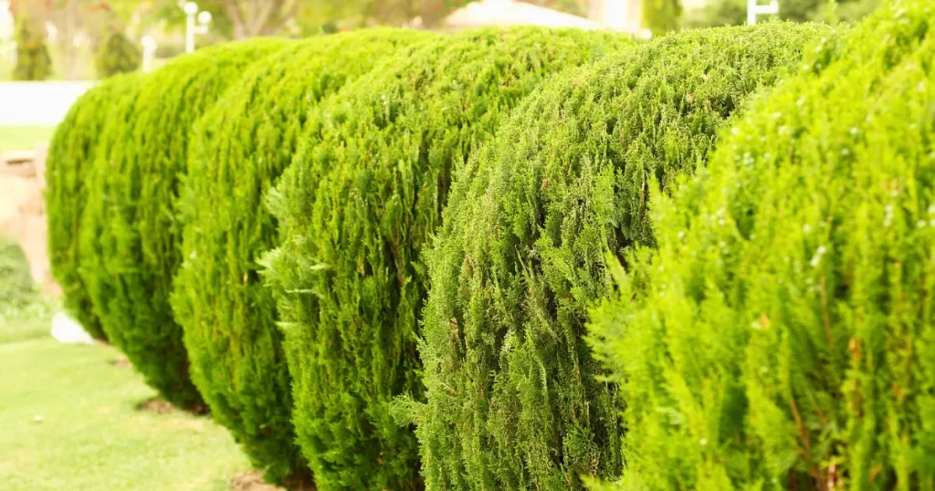 玄関周りの見通しを良くする方法4選