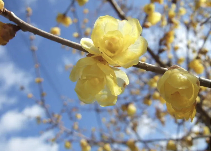 梅の花（Plum blossom ）にはBeauty and Longevity （美と長寿）2023年の恵方は南南東　節分は旧暦では１年の節目になります